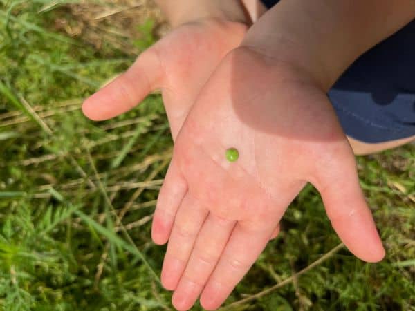 Lentille encore verte